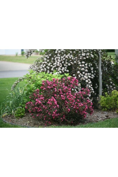 Вейгела квітуча Олександра 